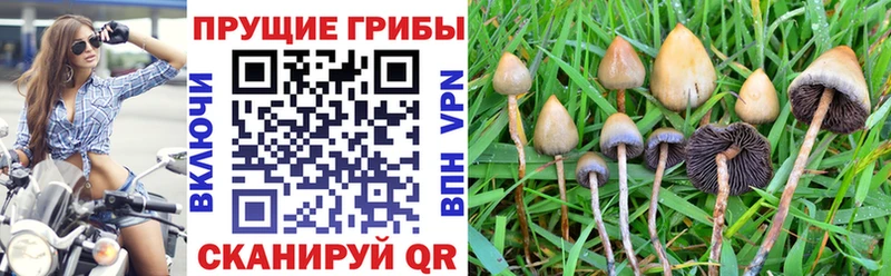 Псилоцибиновые грибы GOLDEN TEACHER  как найти закладки  Исилькуль 